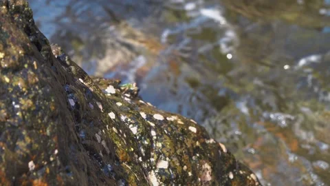 Muddy jumper fish in the splash zone of the South China Sea. Stock Footage 342429896
