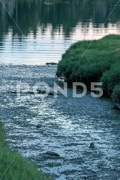 Muddy low tide wetland stream surrounded by tall green grass leading to the Stock Photos