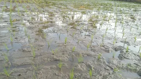 Muddy paddy field with young green rice seedlings newly planted in water Stock Footage 340457762