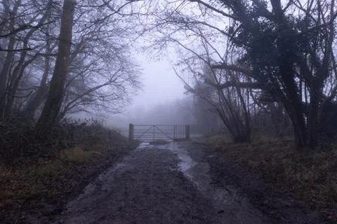 A muddy path and gate through an eerie forest. On a foggy, winters day Stock Photos