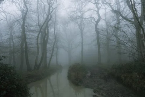 A muddy, path, next to a flooded stream, through a spooky, eerie forest. Stock Photos