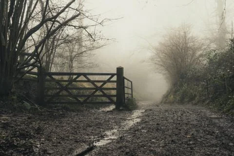 A muddy path, next to a gate, through a foggy, moody, spooky, winters forest. Stock Photos