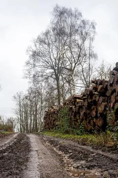 A muddy path, next to a log pile on a grey moody day in the countryside Stock Photos