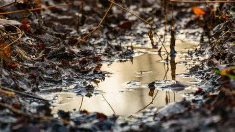 Muddy path with puddle and leaves, rainy day. Stock Photos