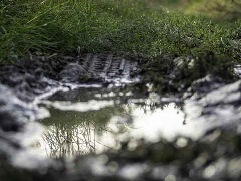 Muddy path reflects green grass and sunlight Stock Photos