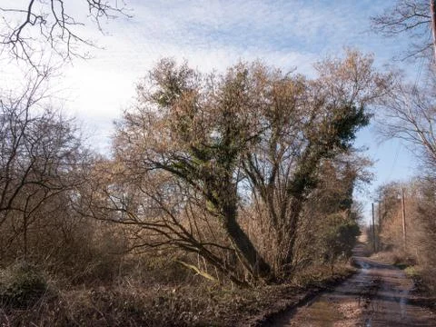 Muddy path through countryside spring farm land tracks trees Stock Photos