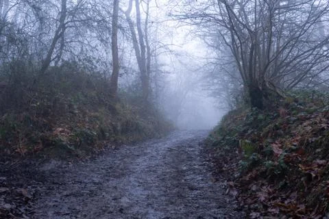 A muddy path through an eerie forest. On a foggy, winters day Stock Photos