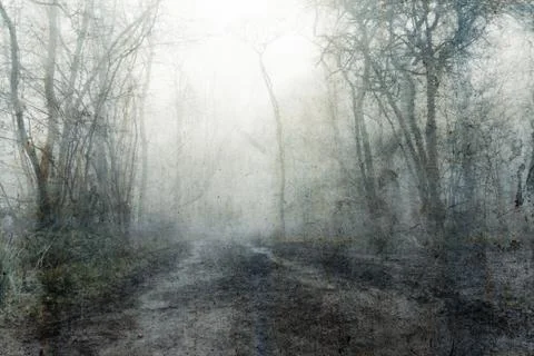 A muddy, path through a spooky, eerie forest. Stock Photos