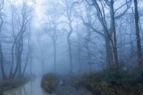 A muddy path through a spooky forest. On a foggy, winters day Stock Photos