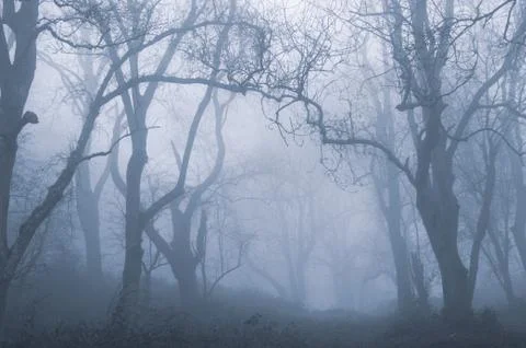 A muddy path through a spooky forest. On a foggy, winters day Stock Photos