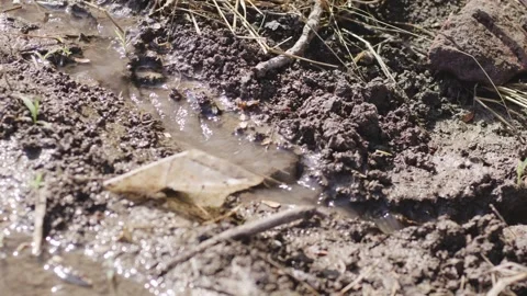 Muddy path with twigs, plants, rocks, the plastic around, and a stream Stock Footage 281275563
