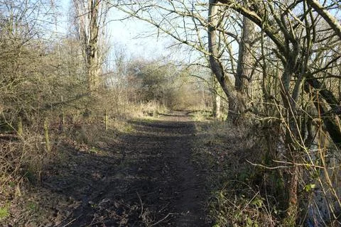Muddy Path Winding Through Winter Trees At Skylarks Nature Reserve, Stock Photos
