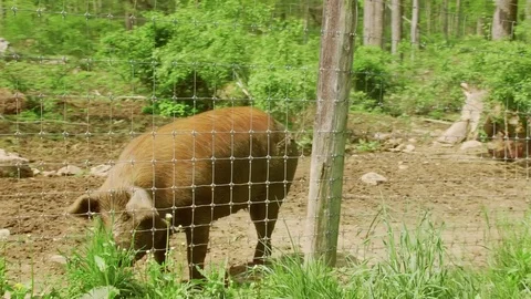 Muddy pig on an adventure Stock Footage 75462674