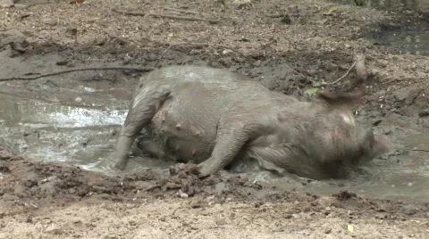 Muddy pig Stock Footage 500604