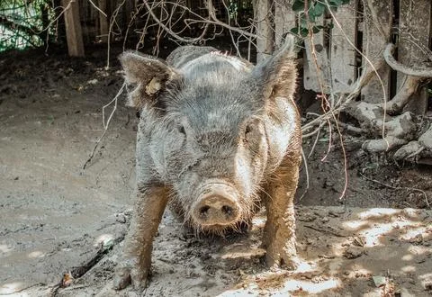 Muddy-pig Stock Photos