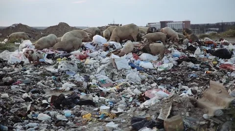Muddy pigs eating in a pile of garbage Stock Footage 64693771