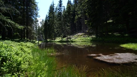 Muddy pond in Austrian forest Stock Footage 145806460