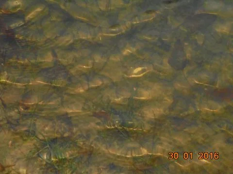 Muddy pond bottom visible through water,top view. Stock Photos