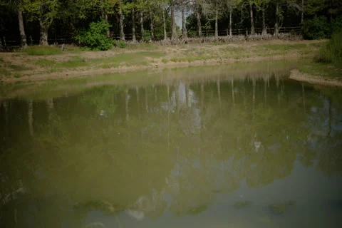 Muddy pond in Texas Stock Footage 278017335