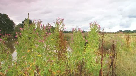 Muddy pond1 Stock Footage 8848976