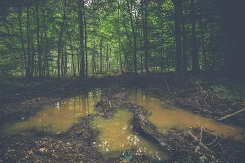Muddy puddle in a dark forest Stock Photos