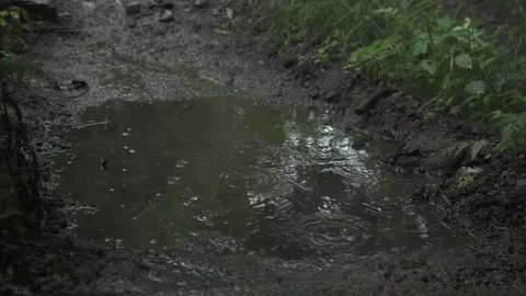 Muddy Puddle During Rainy Day In The Forest. Close-up Shot Vídeo Stock 312190060
