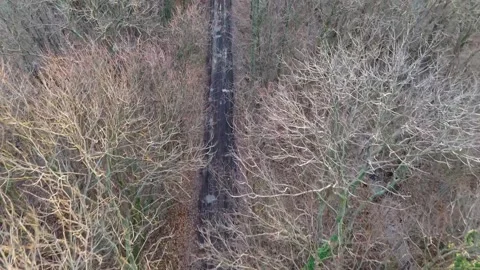 A muddy, puddle-filled forest path seen from above, framed by the bare, spr.. Stock Footage 259229701