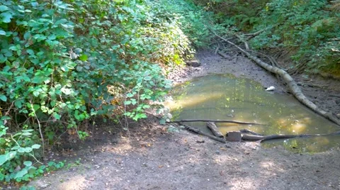 Muddy puddle Stock Footage 68892429