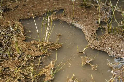 Muddy puddle with grass after heavy rain Foto stock