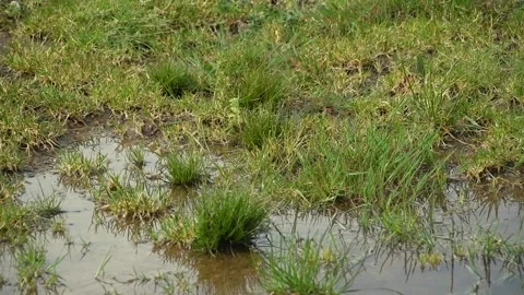 Muddy  puddle  in grass Stock Footage 285409677