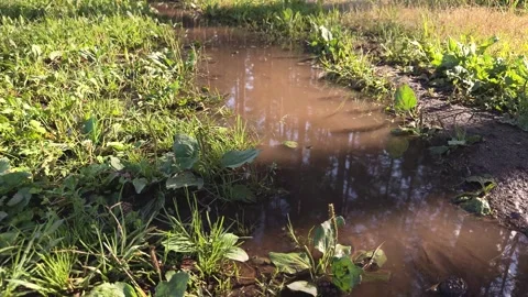 A muddy puddle reflecting trees is surrounded by green grass  Stock Footage 339096788
