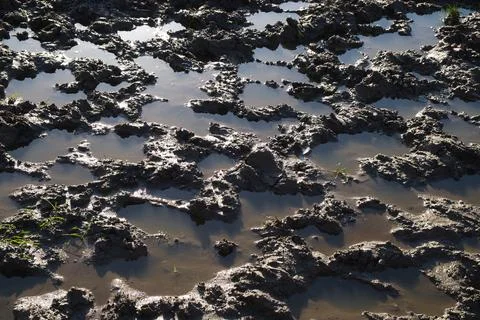 Muddy puddle texture in the sunlight Stock Photos