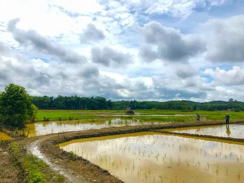 Muddy rice fields with cloudy clouds Stock Photos