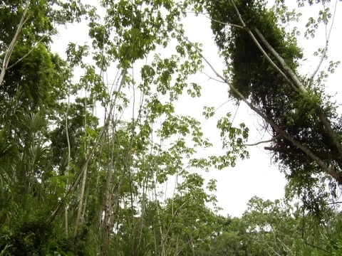 Muddy River in Amazon Jungle Rainforest Stock Footage 112943969