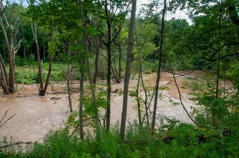 Muddy River Flooding Through Forested Wetland with Fallen Trees and Eroded Banks Foto stock