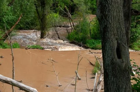 Muddy River Flooding Through Forested Wetland with Fallen Trees and Eroded Banks Stock Photos