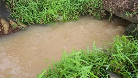 Muddy river flow through lush tropical vegetation. Stock Footage 329124878