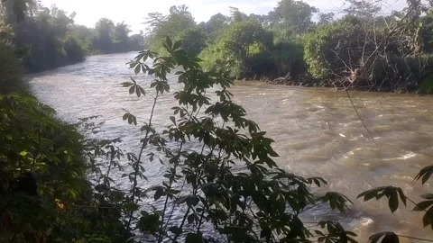 Muddy River Flowing Through Lush Green Forest Vídeo Stock 335082060