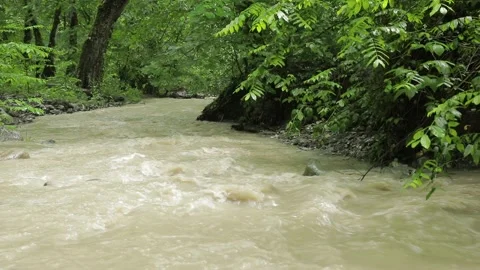 Muddy River Flowing Through Lush Forest — Natural Ambience Stock Footage 345459285
