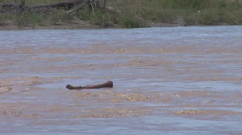 Muddy River Stock Footage 8157164