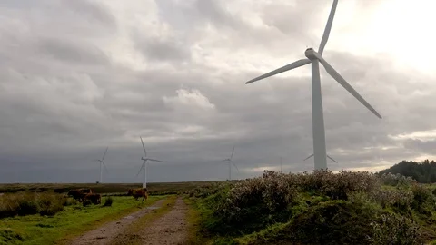 Muddy road Cows turning wind turbines in Scottish countryside Stock Footage 96516795