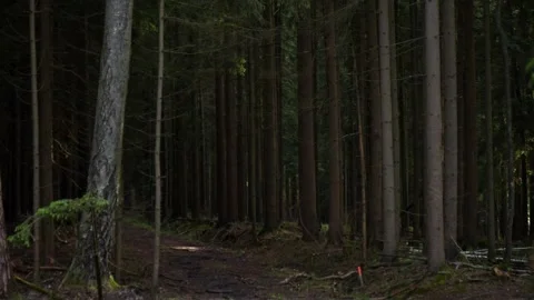 A muddy road in a forest Stock Footage 132629292