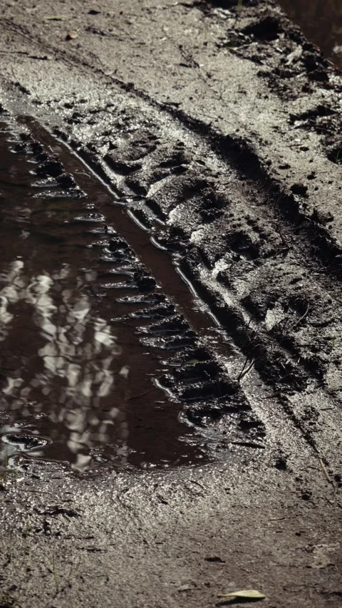 A muddy road in the forest Stock Footage 314623475