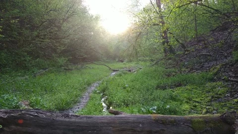 Muddy road in rural path at the forest with creek. Stock Footage 120413126