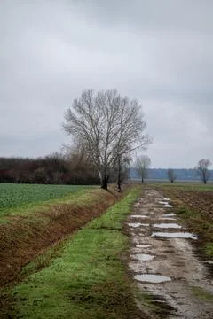 Muddy Road, Winter Trees Stock Photos