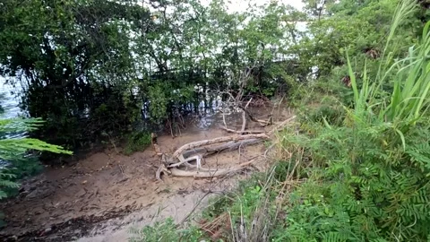 The Muddy Shoreline Video stock 312877106