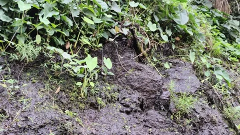 Muddy soil ground with wild green plants Stock Footage 346659341
