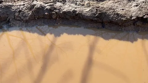 Muddy spring puddle on the side of the road, branches reflected in it Stock Footage 269544077