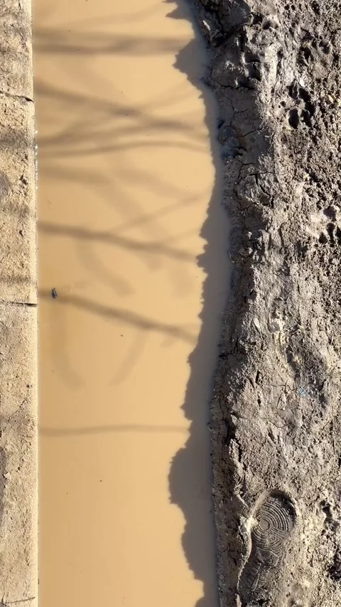 Muddy spring puddle on the side of the road, branches reflected in it Stock Footage 269544263