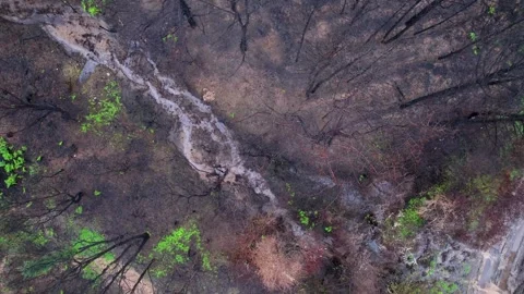 Muddy stream flowing through burnt soil The Concept of Aftermath Stock Footage 323373716
